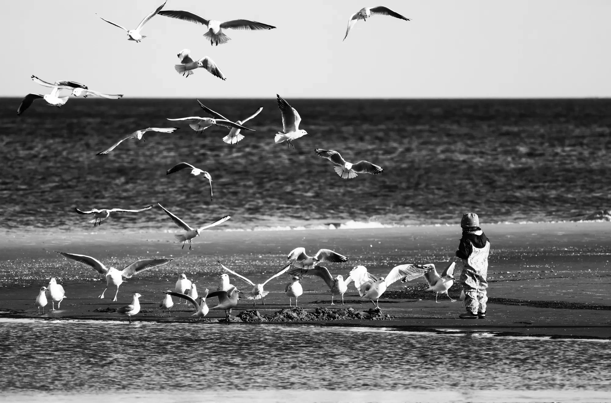 Camera: Canon R5
Lens: Canon 600mm F11
Location: Schleswig-Holstein 