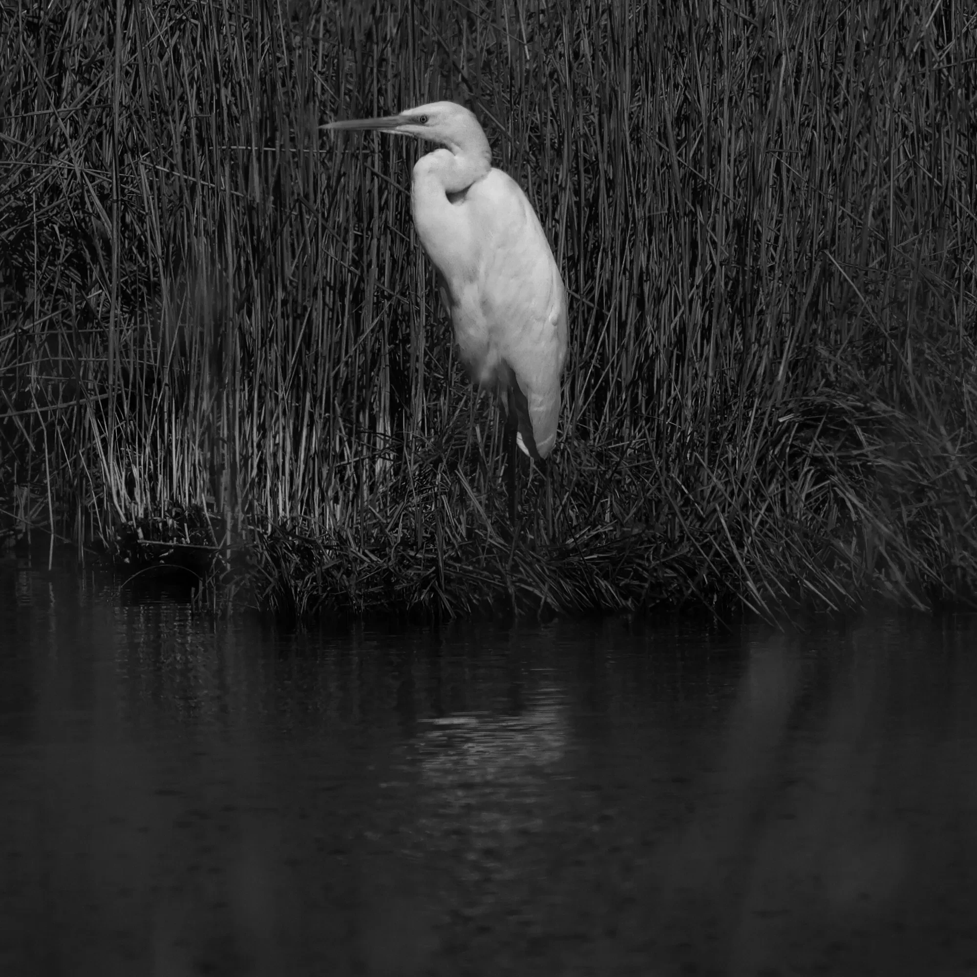 Camera: Canon R5
Lens: Canon Lens - 100-500mm F4.5-7.1L