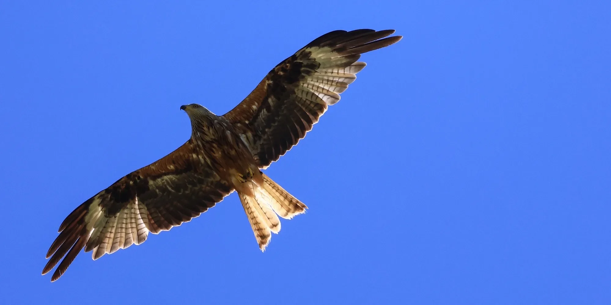Camera:Canon R5
Lens:RF 800mm F11