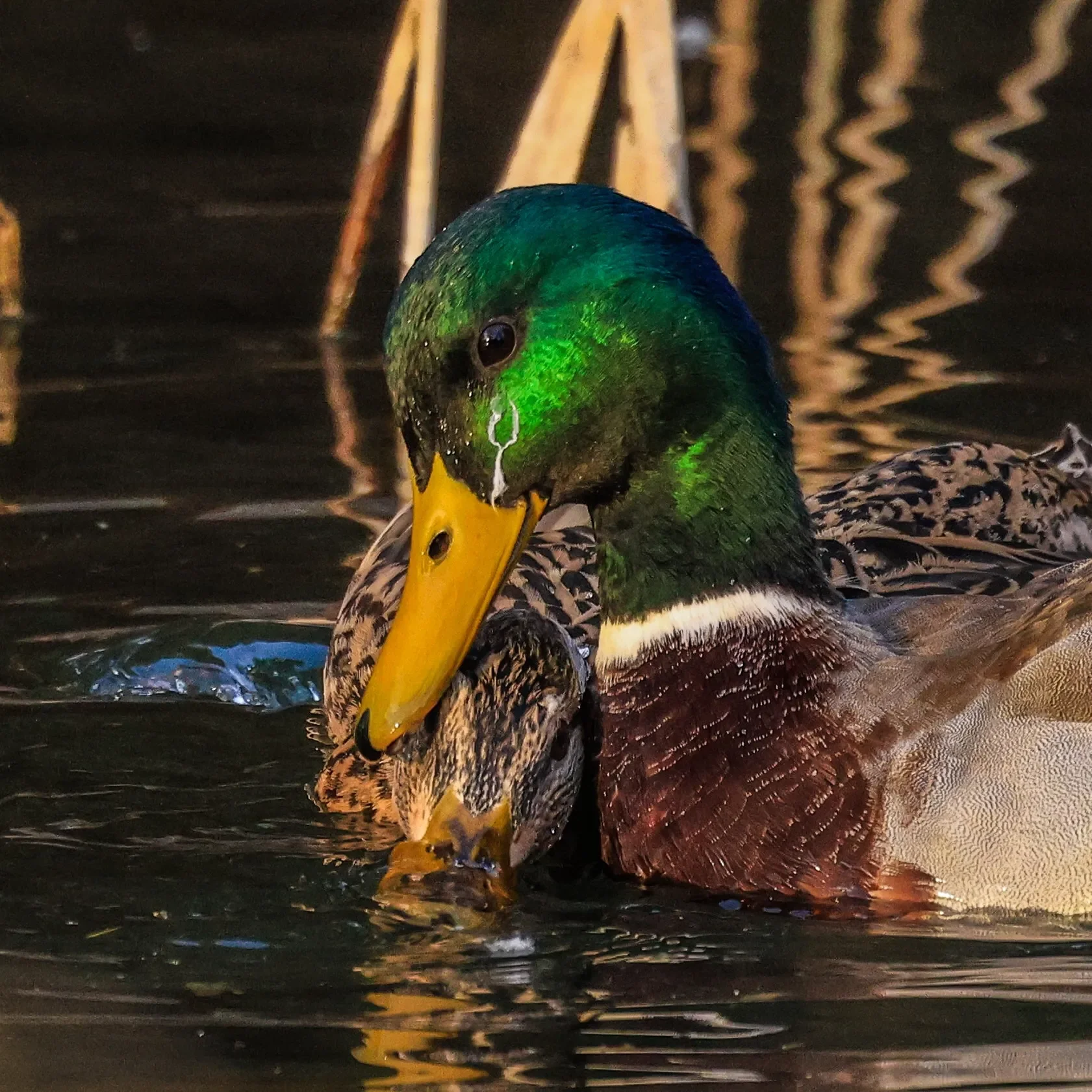 Camera:Canon R5
Lens:Canon RF 100-500mm f/4.5-7.1L
Location:Weilheim, Germany 