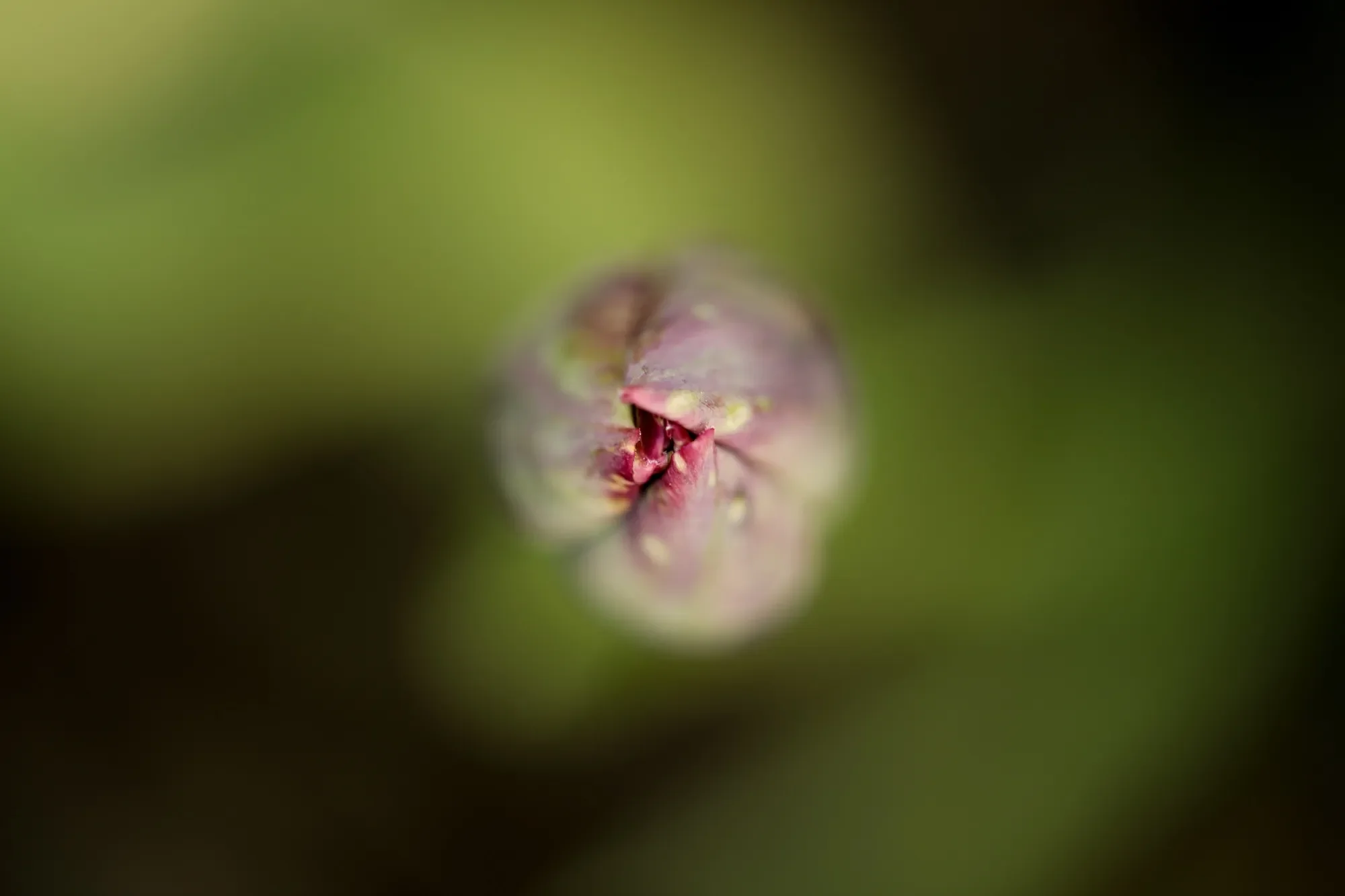 Camera: Canon EOS 5D Mark lV
Lens: EF 100mm 2.8L
Location: Spring