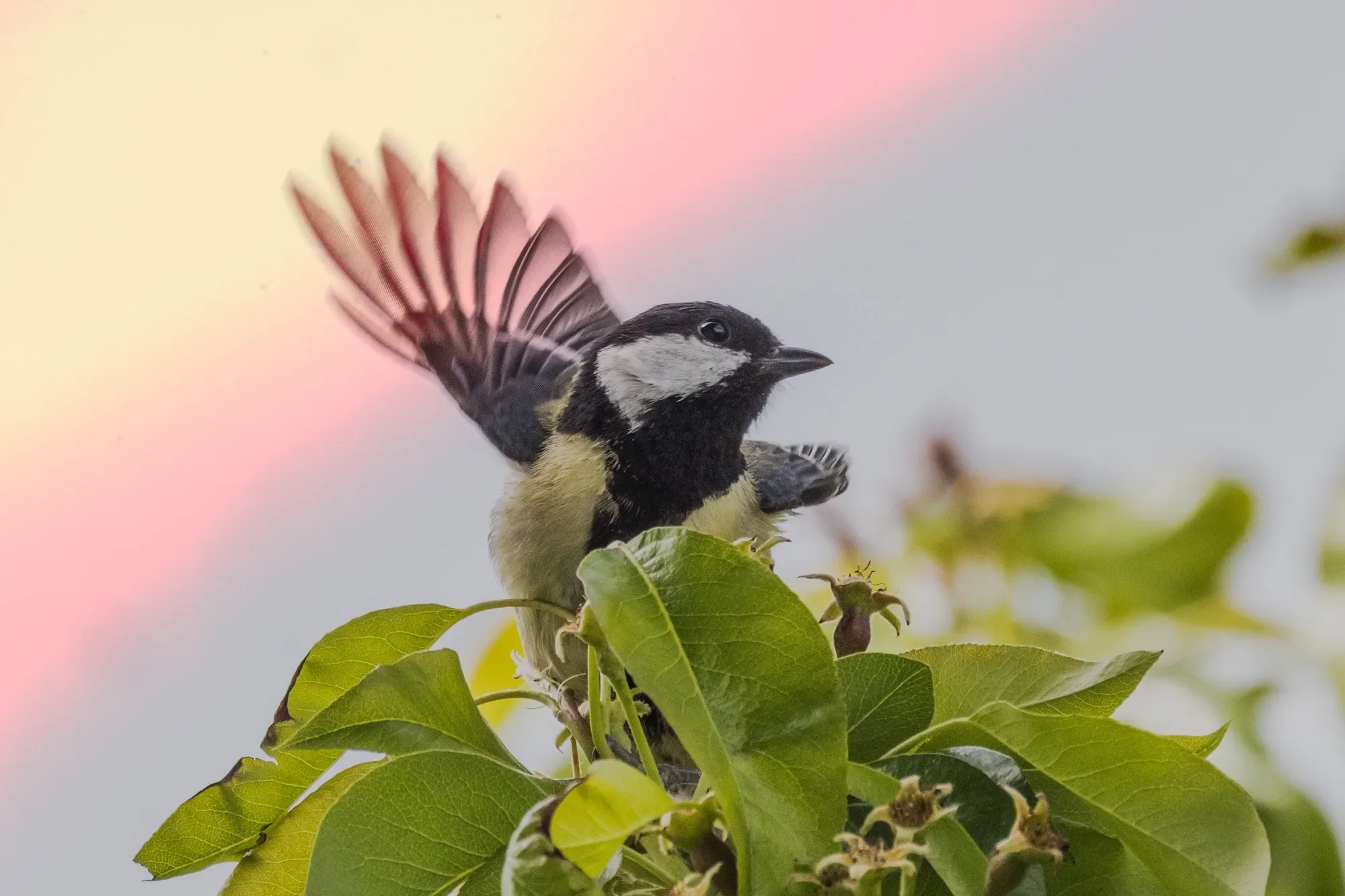 Camera: Canon R7
Lens: Canon RF 800mm
Location: Oberbayern, Germany 