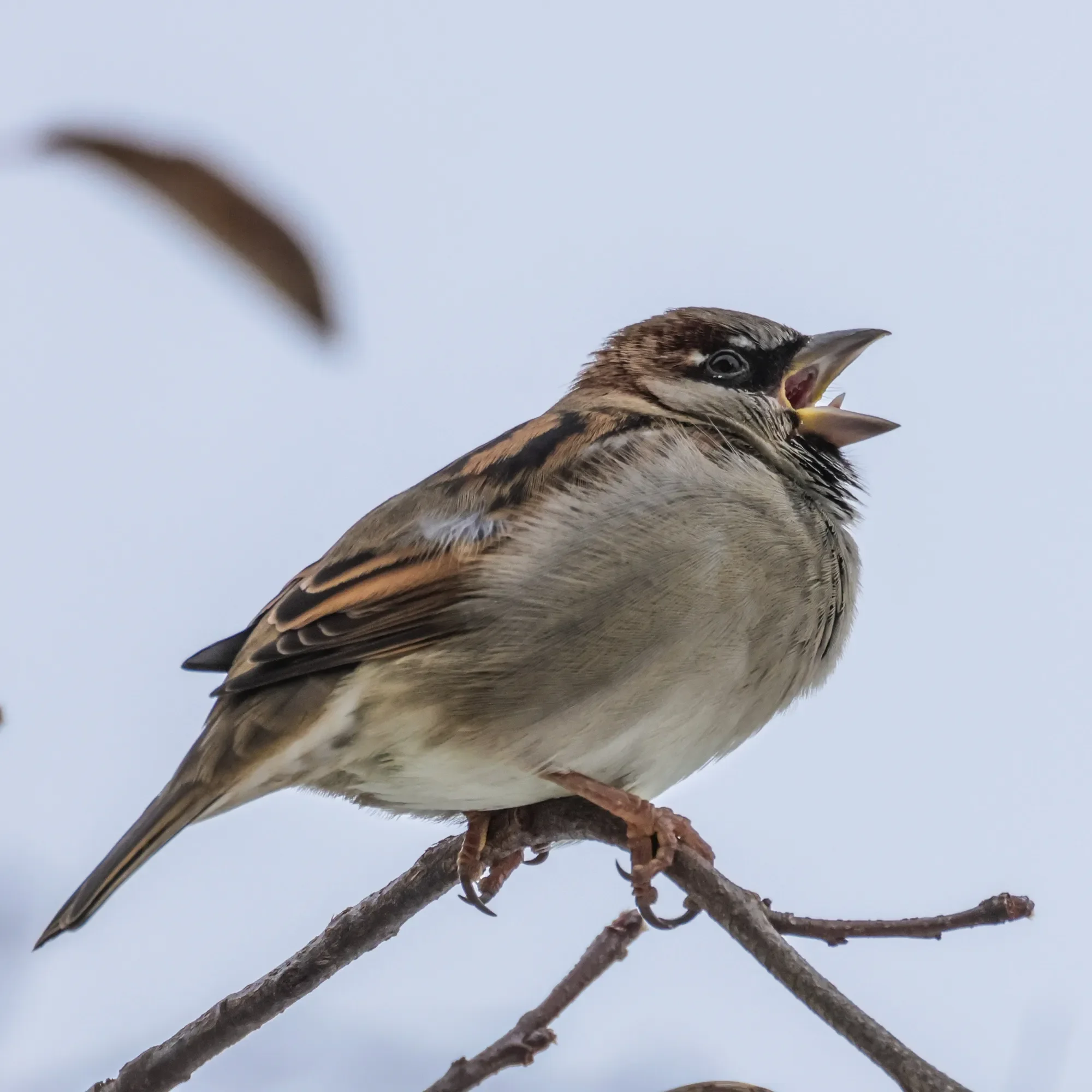 Camera: Canon EOE R7
Lens: Canon RF 800mm f/11 STM
Location:Oberbayern, Germany 