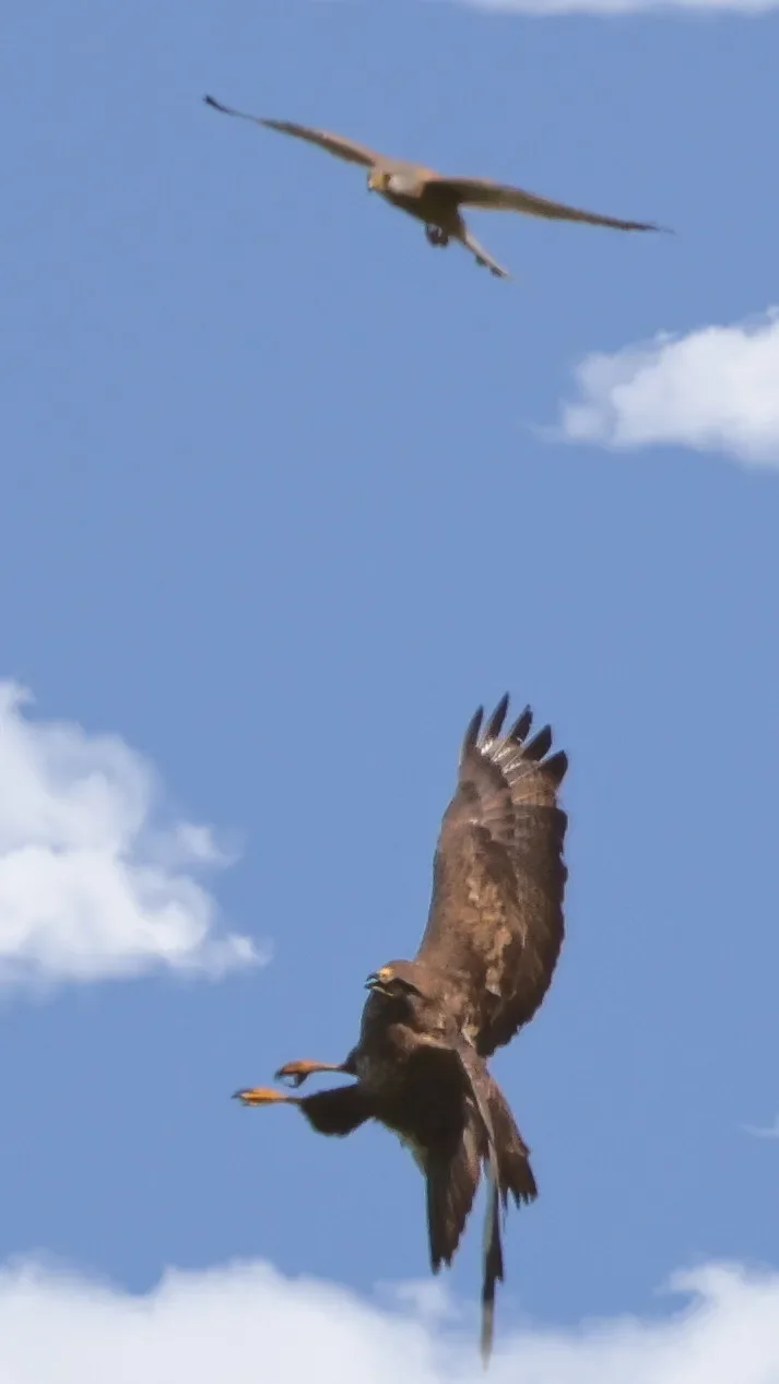 Canon R5
RF200-800
F/9  Shutter 3200