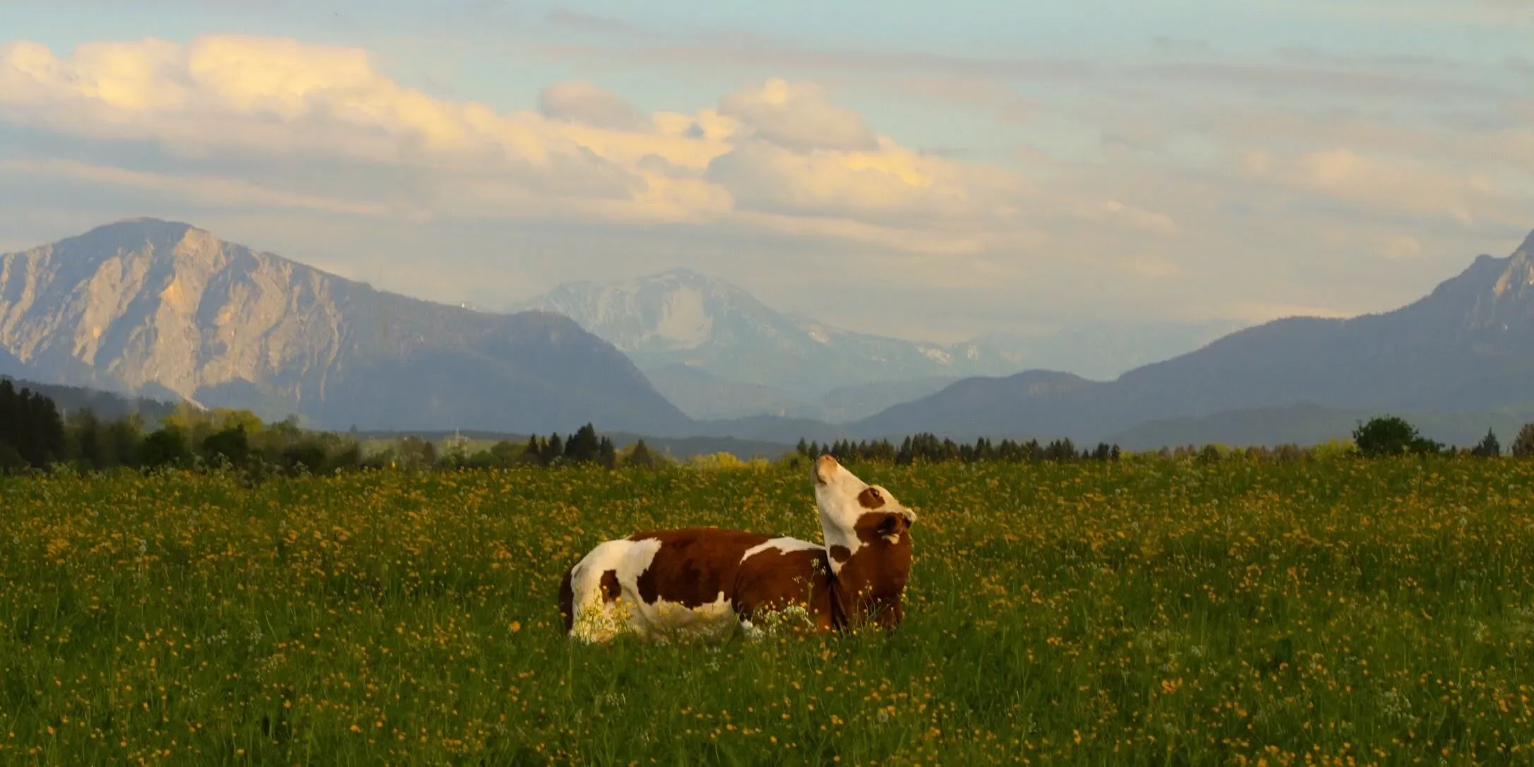 Image captures a peaceful afternoon in a Bavarian meadow with the majestic Alps serving as a backdrop.
Foreground Subject; A single brown and white cow is the focal point, resting comfortably in grass and dandelions, lushes and vibrant green and yellow.
The beautiful cow has her head tilted toward the sky in a seemingly contemplative gesture.
The sky and lighting; The sky is pale blue, filled with soft white clouds. Casting a warm glow over the cow, the flowers and mountains face. Creating a serene and quintessentially Alpine atmosphere.