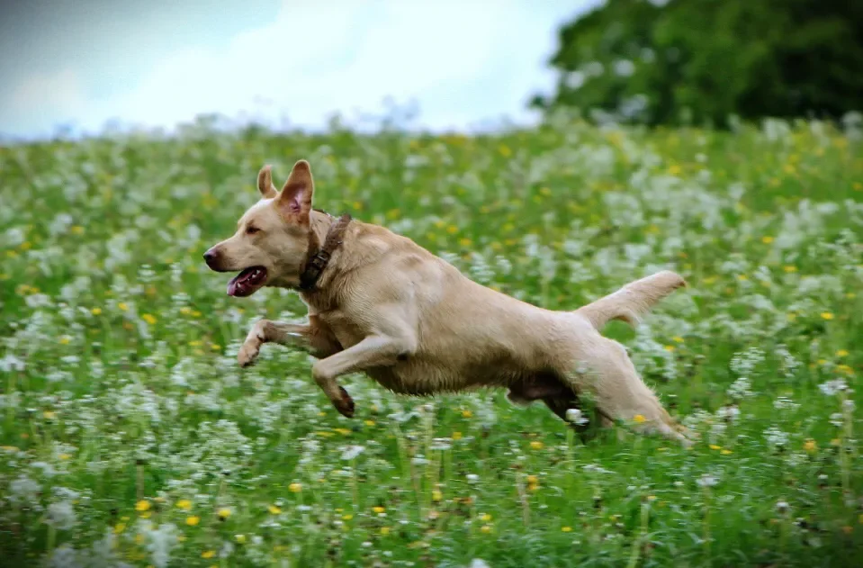 A yellow Labrador leaping through a field of wildflowers.