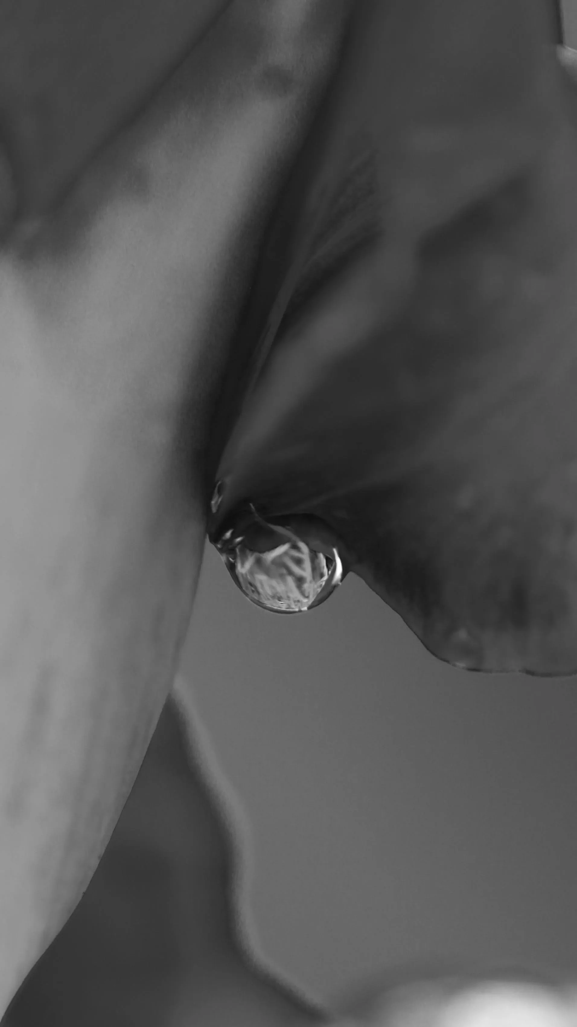 A dramatic macro photograph in black and white focusing on a single, pristine water droplet is perfectly clear acting like a tiny lens that refracts a subtle intricate pattern within its form.